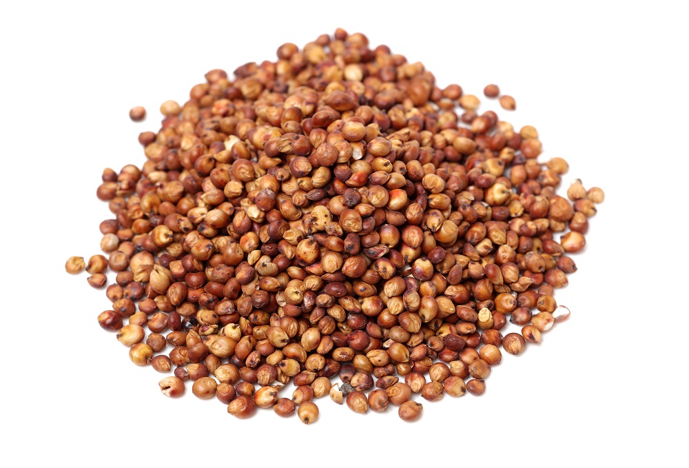 Sorghum