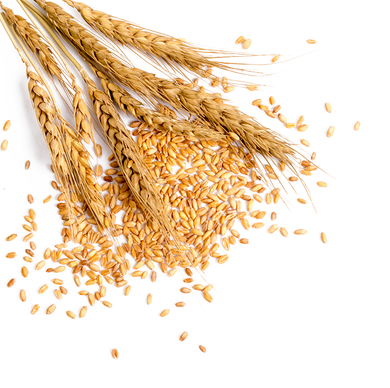 Wheat